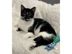 Adopt Jillian a Domestic Short Hair