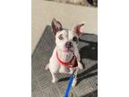 Adopt Petunia a Pit Bull Terrier