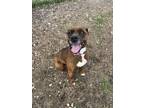 Adopt Ginger a Boxer, Mixed Breed