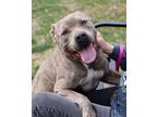 Adopt Arabella (AO30826) a Pit Bull Terrier, Mixed Breed