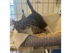 Adopt Spring a Domestic Short Hair