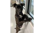 Adopt Torito a Pit Bull Terrier