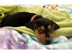 Adopt Luna a Beagle, Basset Hound