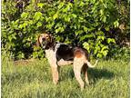 Adopt Willow a Bluetick Coonhound