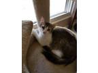 Adopt Diamond a Domestic Short Hair