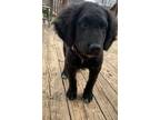 Adopt Marlee Kate a Labradoodle, Black Labrador Retriever