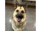 Adopt Appt. Pending - Agnes a German Shepherd Dog