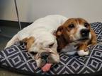 Adopt Ginga a Beagle