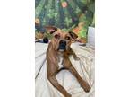 Adopt Saucy a Terrier, Rhodesian Ridgeback