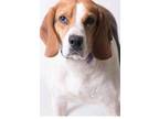 Adopt Pippy a Foxhound