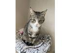 Adopt Precious a Domestic Short Hair