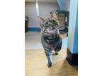 Adopt Bethany a Domestic Short Hair