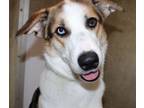 Adopt Thena -#42641 a German Shepherd Dog, Siberian Husky