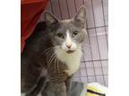 Adopt Duchess a Domestic Short Hair