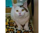 Adopt Sabrina a Domestic Short Hair