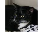 Adopt Tennessee a Domestic Short Hair