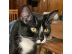 Adopt Pointer- Partially Sponsored Fee a Domestic Short Hair