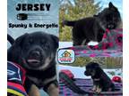 Adopt Jersey a German Shepherd Dog