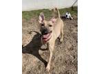 Adopt Ruthie a Shepherd, Pit Bull Terrier