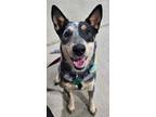 Adopt Logyn a Cattle Dog, Australian Cattle Dog / Blue Heeler