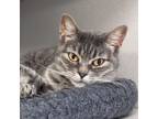 Adopt Paula a American Shorthair