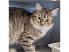 Adopt Sushi a Domestic Short Hair