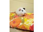 Adopt Brussel Sprout a Guinea Pig
