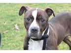 Adopt GRACELYNN a Pit Bull Terrier