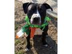 Adopt PORTIA a Pit Bull Terrier