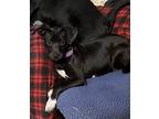 Adopt Lola a Rat Terrier, Labrador Retriever