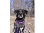 Adopt Taffy a Husky, Labrador Retriever