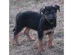 Adopt Pepper *no longer accepting applications* a German Shepherd Dog