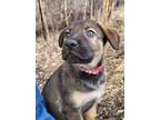 Adopt Olive *no longer accepting applications* a German Shepherd Dog