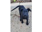 Adopt Mitzy a Labrador Retriever