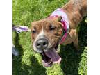 Adopt Evanescence a Pit Bull Terrier