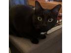 Adopt Maisie a Domestic Short Hair