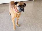 Adopt STACEY a Boxer