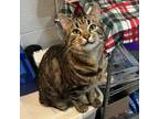 Adopt Miss Priss a Tabby