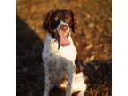 Adopt LETTY #20037907 MO a Brittany Spaniel, Poodle