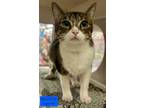 Adopt Myla is at Petco a Domestic Short Hair