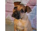 Adopt Focaccia a Black Mouth Cur