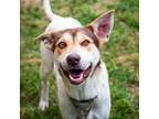 Adopt Olive a Husky, Hound