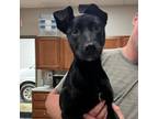 Adopt Merf 031504S a Black Labrador Retriever, Shepherd