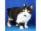 Adopt Baby Doll 031503S a Domestic Short Hair