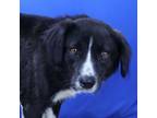 Adopt Supreme- 012403S a Collie