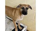 Adopt Dew a Black Mouth Cur, Mixed Breed