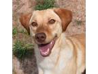 Adopt Peppi a Labrador Retriever