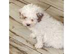 Poodle (Toy) Puppy for sale in Minneapolis, MN, USA