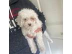 Poodle (Toy) Puppy for sale in Minneapolis, MN, USA