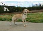 Adopt Tippy a Mixed Breed